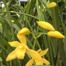 Cymbidium ensifolium Yellow Rare Plant Flower Live Plant For Your Home Garden