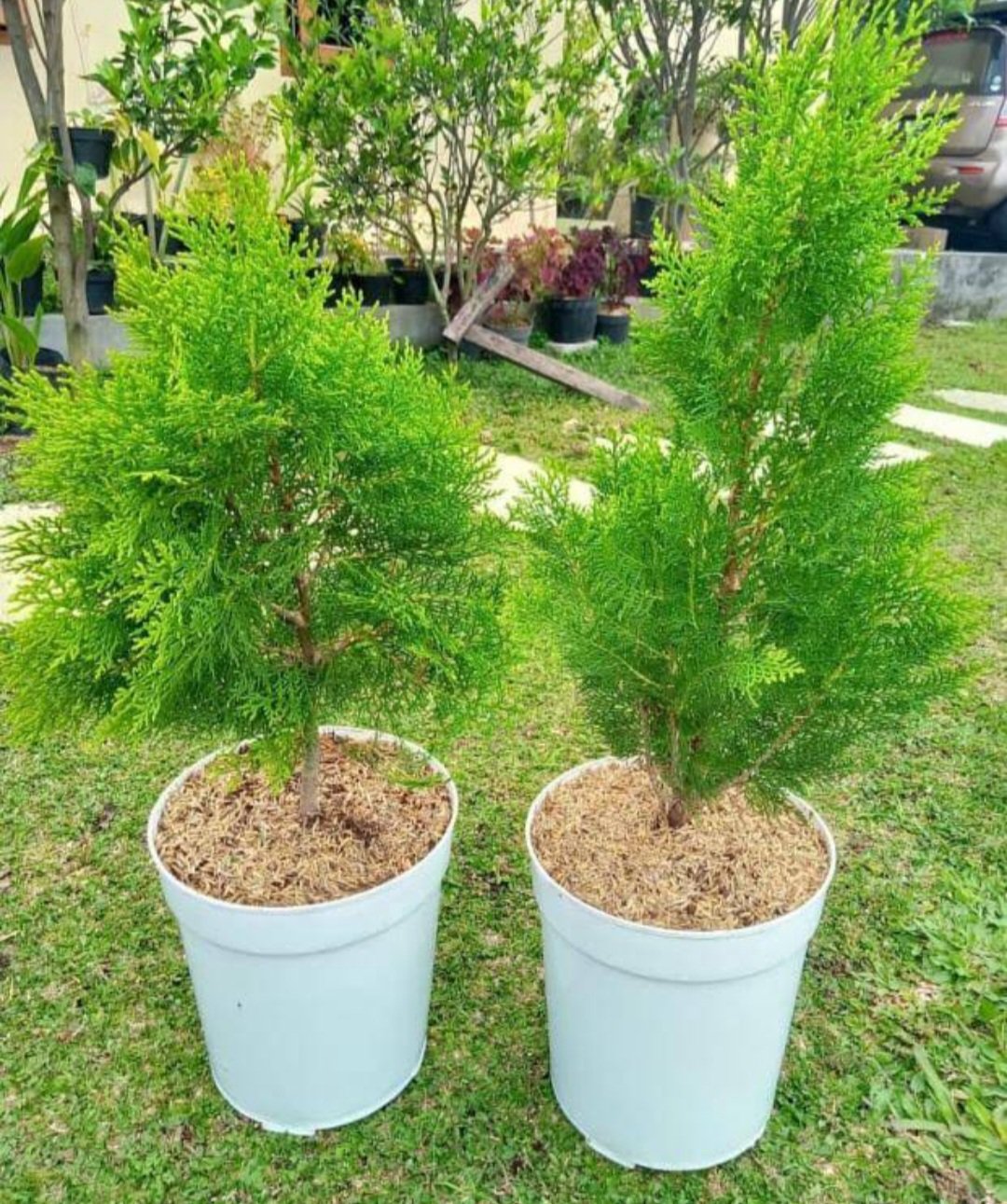 Lemon Cypress Tree Rare Plant Flower Live Plant For Your Home Garden