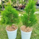 Lemon Cypress Tree Rare Plant Flower Live Plant For Your Home Garden