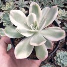Echeveria Lemon Rose Variegated Plant Flower Live Plant For Your Home Garden