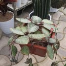 Episcia cupreata 'Silver Skies' Plant Flower Live Plant For Your Home Garden