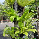 Bird's Nest Fern Asplenium nidus Plant Flower Live Plant For Your Home Garden