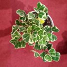 Ficus Triangularis Varigated Rare Plant Flower Live Plant For Your Home Garden