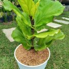 Fiddle Leaf Fig-Ficus Lyrata Rare Plant Flower Live Plant For Your Home Garden