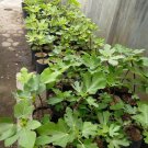 Olympian Fig Ficus carica Rare Plant Flower Live Plant For Your Home Garden
