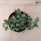 Green & White Nerve Fittonia verschaffeltii Rare Plant Flower Live Plant For Your Home Garden