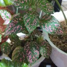 Red with green Polka Dot Rare Plant Flower Live Plant For Your Home Garden
