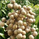 Kahola Longan fruit tree Rare Plant Live Plant For Your Home Garden