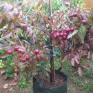 Red Ruby Longan fruit tree Rare Plant Live Plant For Your Home Garden