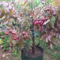 Red Ruby Longan fruit tree Rare Plant Live Plant For Your Home Garden
