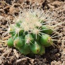 Golden Barrel Cactus Cacti Flower Rare Plant Live Plant For Your Home Garden