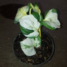 Manjula Pothos Epipremnum aureum Flower Rare Plant Live Plant For Your Home Garden