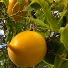 Abiu (Pouteria caimito) fruit Rare Plant Live Plant For Your Home Garden