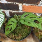 Monstera Adansonii Swiss cheese Flower Rare Plant Live Plant For Your Home Garden