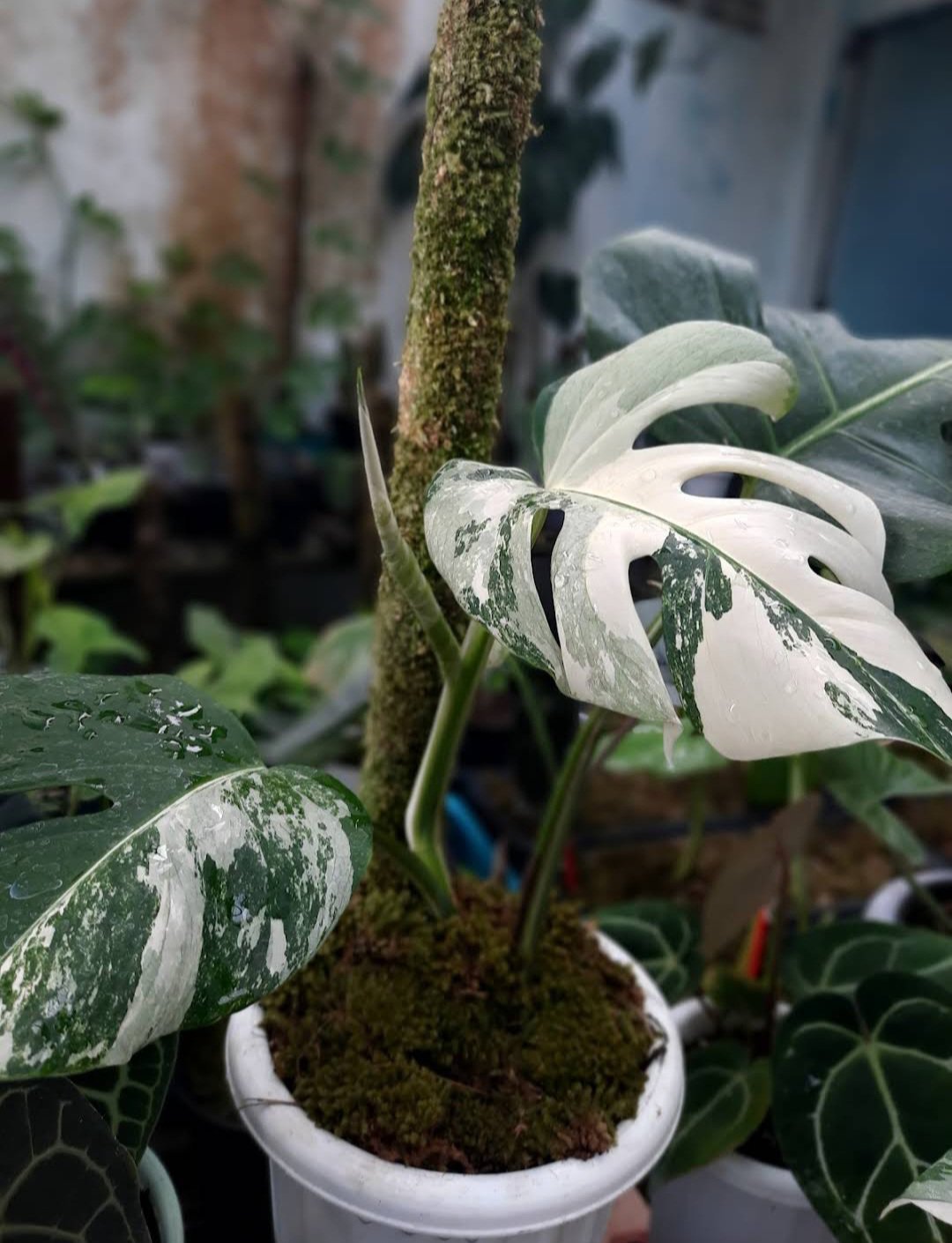 Monstera White Tiger Flower Home Rare Plant Live Plant For Your Home Garden
