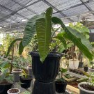 Anthurium veitchii Flower Home Rare Plant Live Plant For Your Home Garden