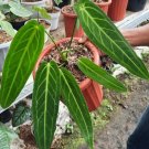 Anthurium Warocqueanum Queen Flower Home Rare Plant Live Plant For Your Home Garden