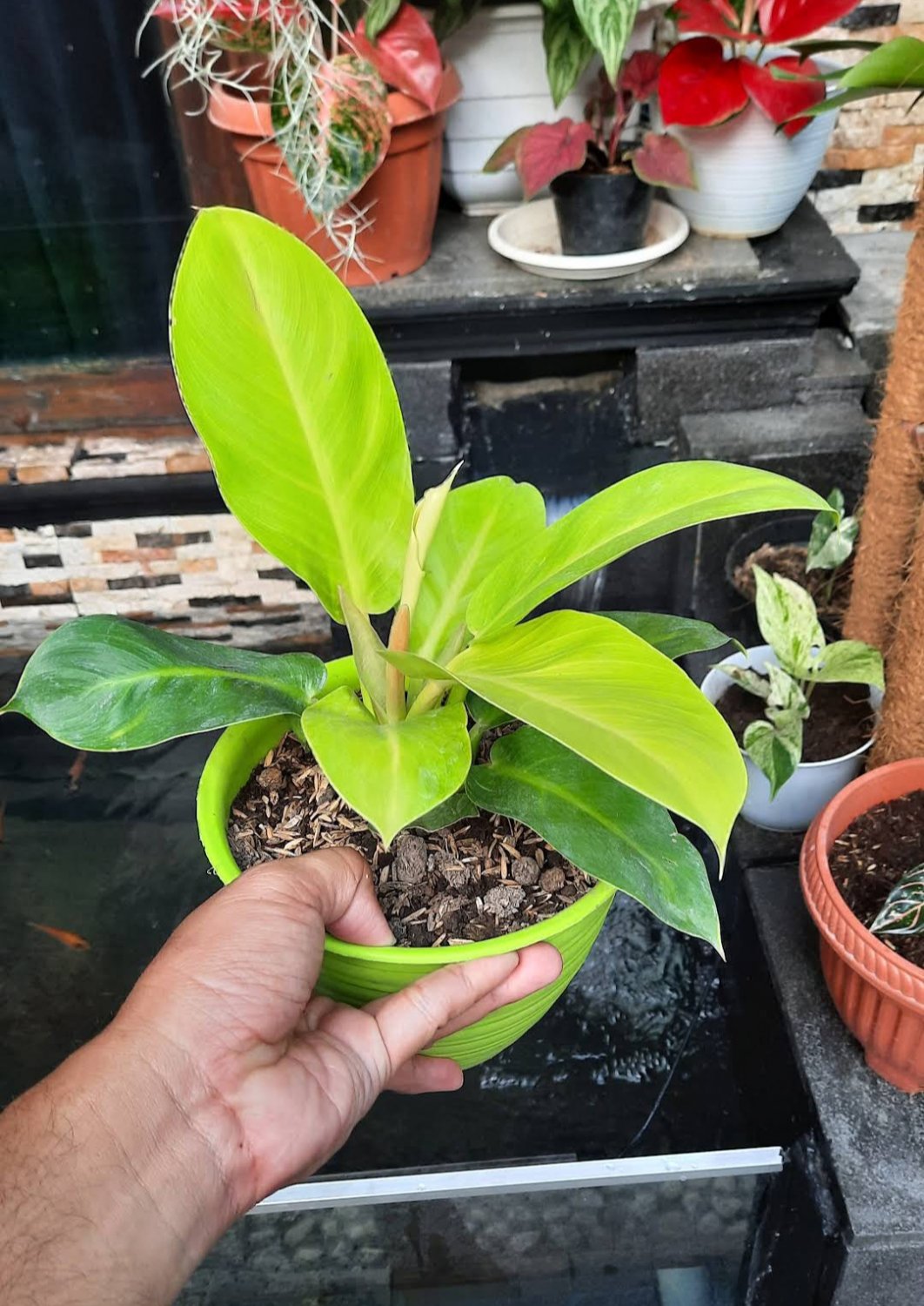 Philodendron Moonlight Aroid Flower Home Rare Plant Live Plant For Your Home Garden