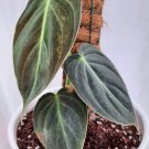 Philodendron Melanochrysum "Melano" Flower Home Rare Plant Live Plant For Your Home Garden