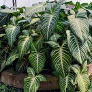 Xanthosoma lindenii Magnificum Flower Home Rare Plant Live Plant For Your Home Garden