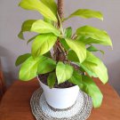 Philodendron Golden Goddess Flower Home Rare Plant Live Plant For Your Home Garden