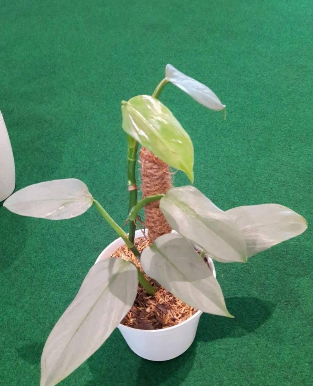 Philodendron SIlver Swords Flower Home Rare Plant Live Plant For Your Home Garden