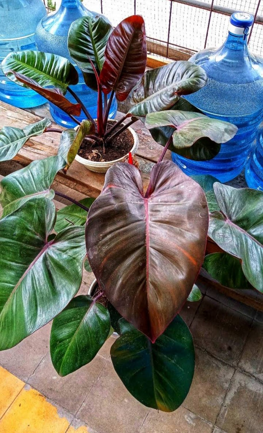 Philodendron dark lord Flower Home Rare Plant Live Plant For Your Home Garden