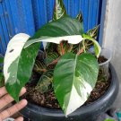 Philodendron Anderson Variegata Flower Home Rare Plant Live Plant For Your Home Garden