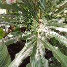 Philodendron Split Leaf Selloum Flower Home Rare Plant Live Plant For Your Home Garden
