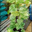 Marble Queen Pothos Flower Home Rare Plant Live Plant For Your Home Garden