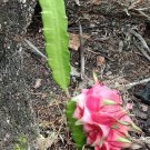 Dragon Fruit Plants(Cuttings) Fruit Home Rare Plant Live Plant For Your Home Garden