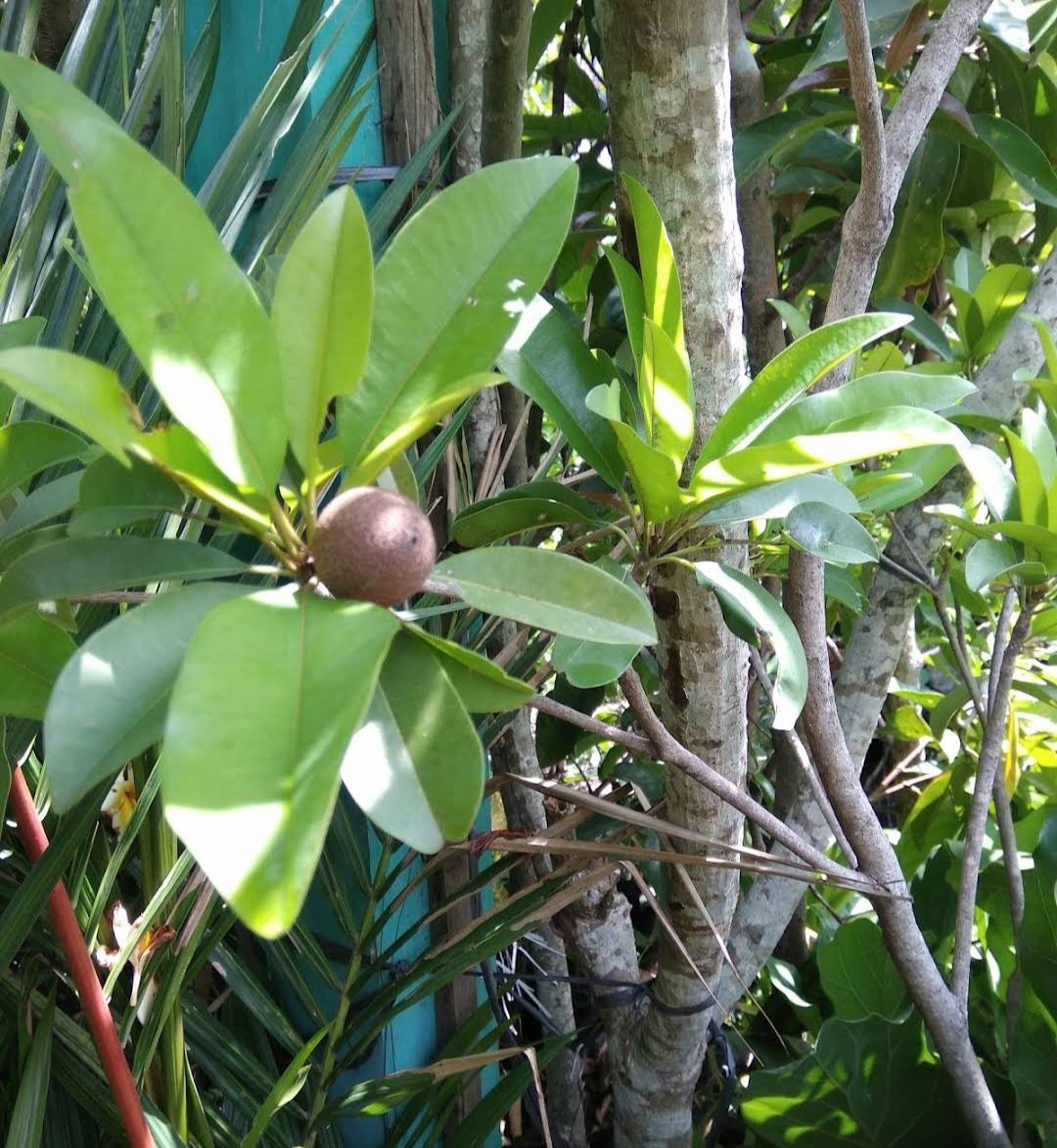Sapodilla Manilkara Zapota Fruit Home Rare Plant Live Plant For Your ...