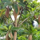 Sapodilla Manilkara Zapota Fruit Home Rare Plant Live Plant For Your ...