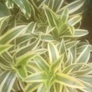 Song Of India Flower Home Rare Plant Live Plant For Your Home Garden
