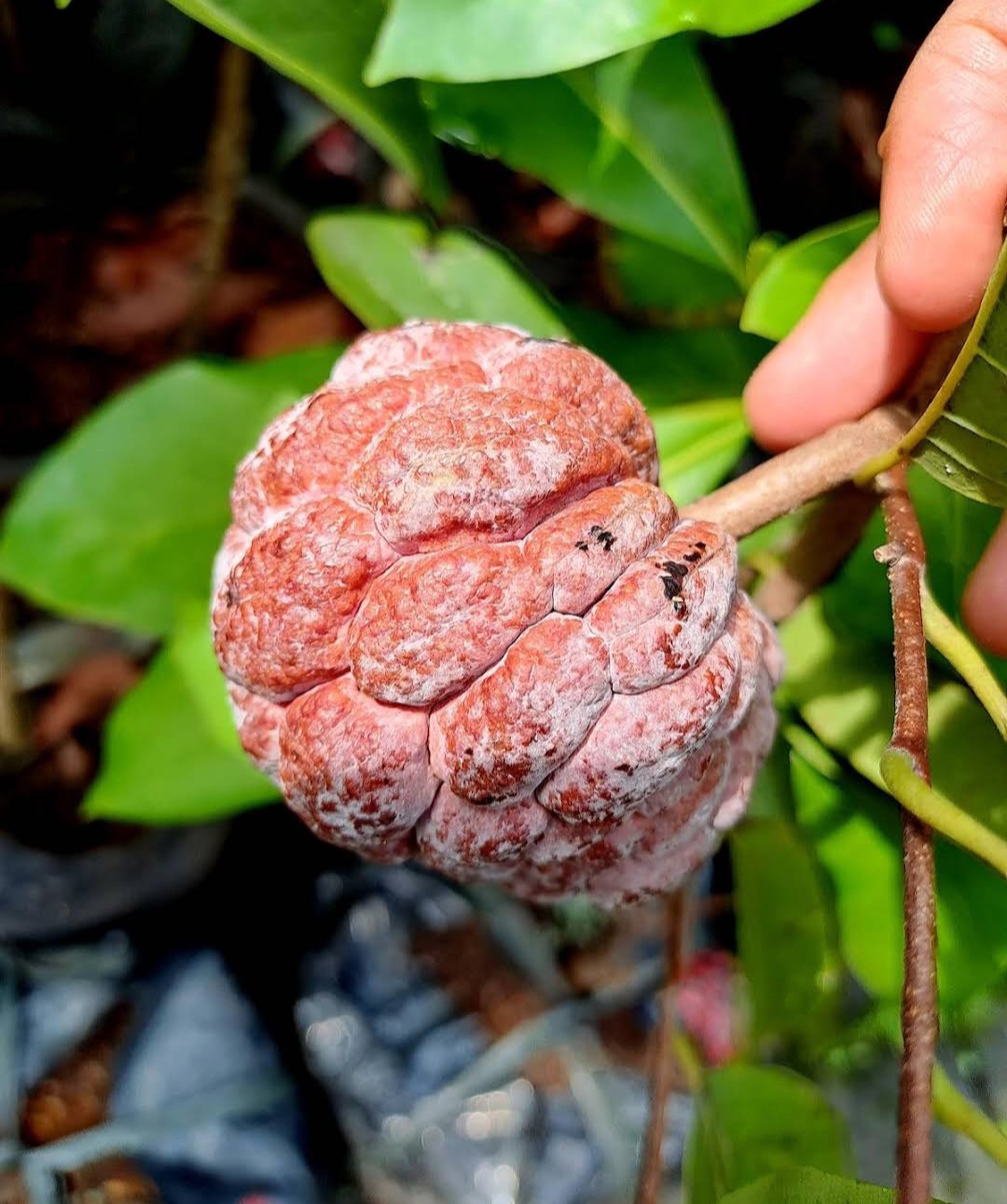 Sugar apple Red Fruit Tree Home Rare Plant Live Plant For Your Home Garden