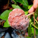 Sugar apple Red Fruit Tree Home Rare Plant Live Plant For Your Home Garden