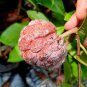 Sugar apple Red Fruit Tree Home Rare Plant Live Plant For Your Home Garden