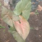 Syngonium PINK FLECKED Flower Home Rare Plant Live Plant For Your Home Garden
