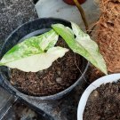 Variegated Syngonium aurea Flower Home Rare Plant Live Plant For Your Home Garden