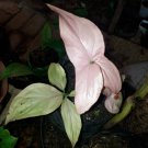 Pink Arrowhead House Syngonium Flower Home Rare Plant Live Plant For Your Home Garden