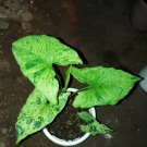 Syngonium Mojito Starter Flower Home Rare Plant Live Plant For Your Home Garden