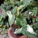 Variegated Syngonium Starter Flower Home Rare Plant Live Plant For Your Home Garden