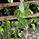 Syngonium ‘Batik’ Flower Home Rare Plant Live Plant For Your Home Garden