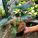 Syngonium Pink Splash Plant Flower Home Rare Plant Live Plant For Your Home Garden