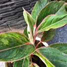 aglonema siam aurora red Flower Home Rare Plant Live Plant For Your Home Garden