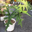 Alocasia Jacklyn Jackie Fuzzy leaf Flower Home Rare Plant Live Plant For Your Home Garden