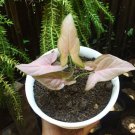 Syngonium Pink Perfection Flower Home Rare Plant Live Plant For Your Home Garden