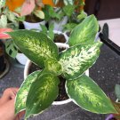 aglonema sparkle white Flower Home Rare Plant Live Plant For Your Home Garden