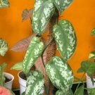 Scindapsus pictus exotica Pothos Flower Home Rare Plant Live Plant For Your Home Garden