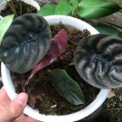 alocasia cuprea Flower Home Rare Plant Live Plant For Your Home Garden